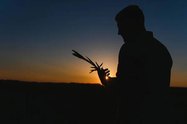 Closeup Shot Man Checking Quality Wheat Spikelets Sunset Middle Golden — Stock Photo, Image