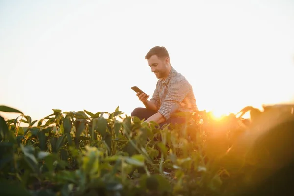 Agronomista Inspecionando Culturas Soja Que Crescem Campo Agrícola Conceito Produção — Fotografia de Stock