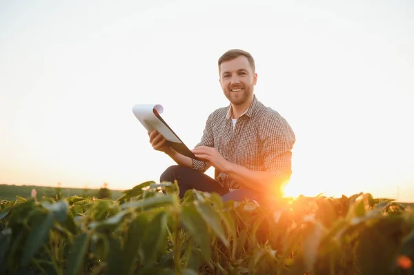 Agronomo Agricolo Nei Campi Soia Che Controlla Colture Produzione Coltivazione — Foto Stock