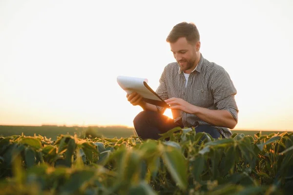 Agronomist Tarlada Yetişen Soya Fasulyesi Ekinlerini Inceliyor Tarım Üretim Konsepti — Stok fotoğraf