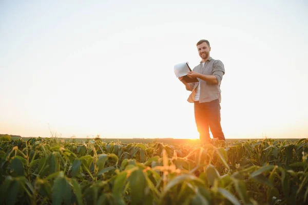 农艺师检查农田里种植的大豆作物 农业生产概念 年轻的农学家在夏天田里研究大豆作物 大豆田里的农民 — 图库照片