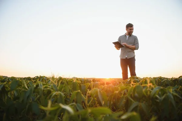 Zemědělský Agronomista Poli Sóji Který Kontroluje Plodiny Ekologická Produkce Pěstování — Stock fotografie
