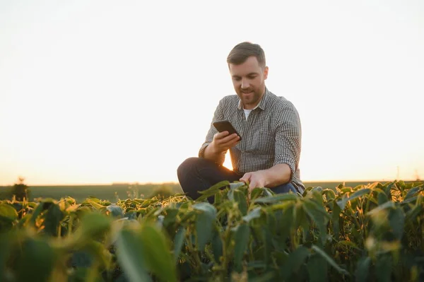 Jovem Agricultor Campos Soja — Fotografia de Stock