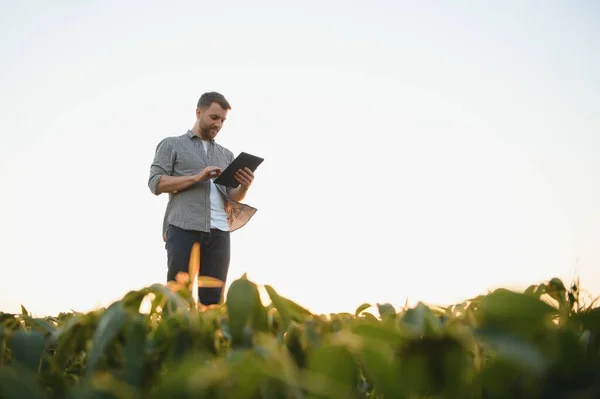 Фермер Осматривает Зеленое Соевое Поле Концепция Сбора Урожая — стоковое фото