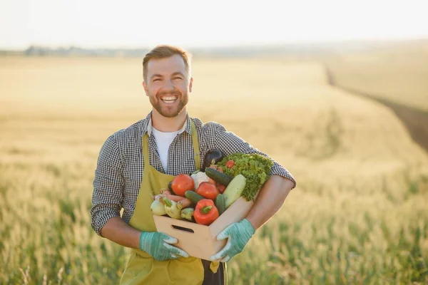 farmer holding a crate of bio vegetables in the farm. Happy man showing box of harvested vegetables