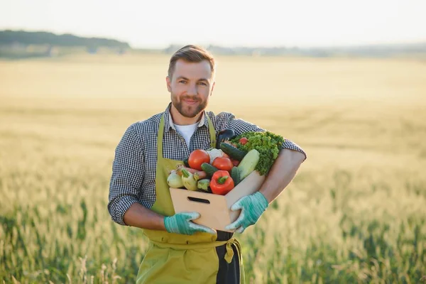 Samec Farmář Drží Box Zeleninou Poli — Stock fotografie