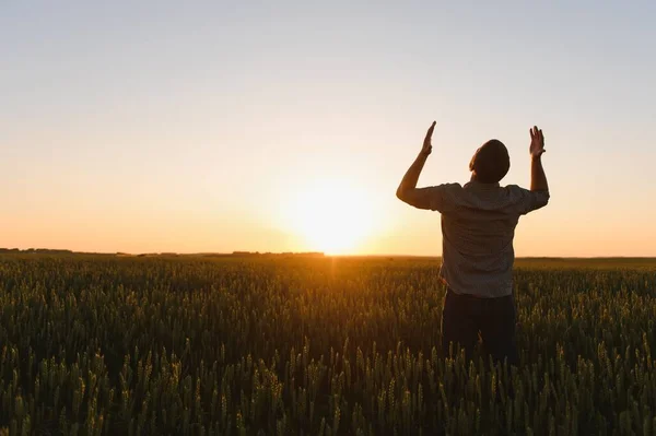 Farmer in wheat field planning harvest activity, female agronomist looking at sunset on the horizon