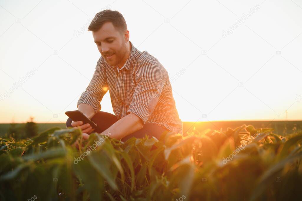A farmer inspects a green soybean field. The concept of the harvest.
