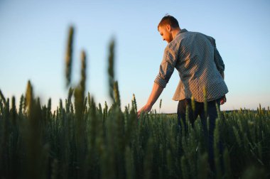 Buğday günbatımı sırasında yürüyüş ve hasat dokunmadan adam.