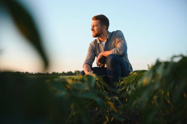 Agronomist tarlada yetişen soya fasulyesi ekinlerini inceliyor. Tarım üretim konsepti. Genç tarımcı yazın tarlada soya fasulyesi mahsulünü inceliyor. Soya tarlasında çiftçi