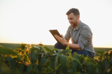 Soya tarlasında tarımcı çiftçi ekinleri kontrol ediyor. Organik gıda üretimi ve yetiştirilmesi