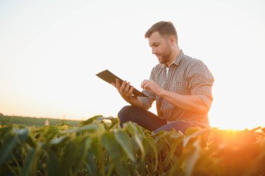 Soya tarlasında çiftçi. Açık havada büyümek