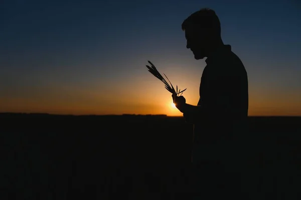 Silhouette Man Looking Beautiful Landscape Field Sunset — Stock Photo, Image