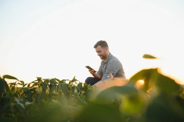 農家は緑の大豆畑を視察している 収穫の概念 — ストック写真