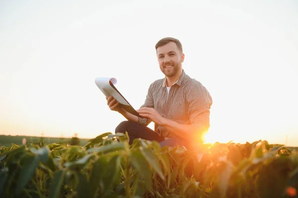 Agronomista Badający Uprawy Soi Rosnące Polu Uprawnym Koncepcja Produkcji Rolnej — Zdjęcie stockowe