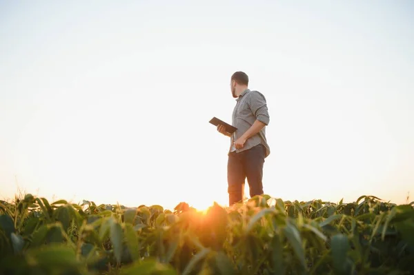 Agronomist Tarlada Yetişen Soya Fasulyesi Ekinlerini Inceliyor Tarım Üretim Konsepti — Stok fotoğraf