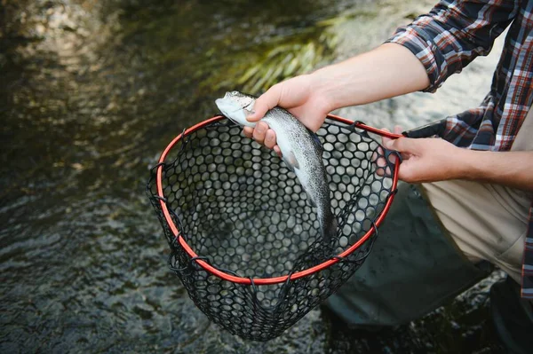 Trout Being Caught Fishing Net — Stock Photo, Image
