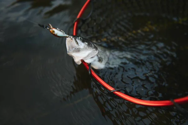 Pescador Recogiendo Grandes Truchas Arco Iris Red Pesca —  Fotos de Stock