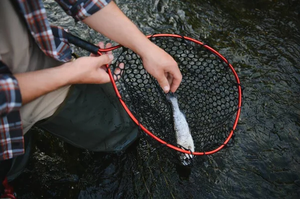 Trout Being Caught Fishing Net — Stockfoto