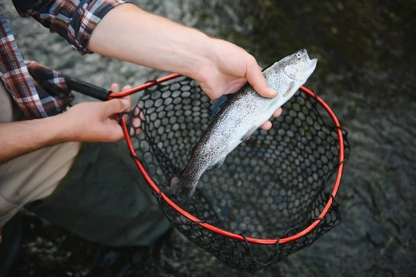 Trout Being Caught Fishing Net — Stock Photo, Image