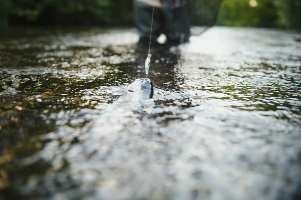 Рибалка Ловить Форель Річці Влітку — стокове фото