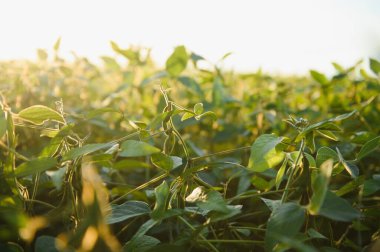 Soya tarlası, yeşil alan, tarım peyzaj, gün batımı gökyüzü arka plan üzerinde soya tarlası.