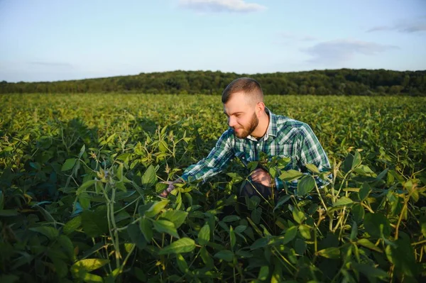 Agronomist inspects soybean crop in agricultural field - Agro concept - farmer in soybean plantation on farm.