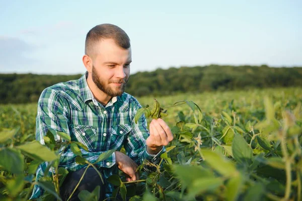 Farmer Agronomist Inspects Green Soybeans Growing Field Agriculture — Stock Photo, Image