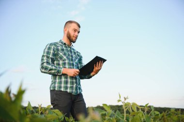 Bir çiftçi tarlada yetişen yeşil soya fasulyelerini inceliyor. Tarım.