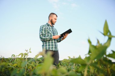 Agronomist sahada büyüyen soya fasulyesi bitkileri teftiş.
