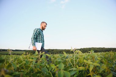 Agronomist tarım tarlasında soya fasulyesi hasadını teftiş ediyor - tarım kavramı - çiftlik soya fasulyesi tarlasında çiftçi.