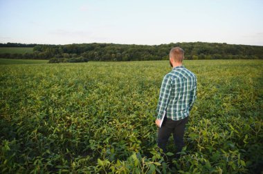 Agronomist tarım tarlasında soya fasulyesi hasadını teftiş ediyor - tarım kavramı - çiftlik soya fasulyesi tarlasında çiftçi.