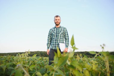 Agronomist tarlada yetişen soya fasulyesi ekinlerini inceliyor. Tarım üretim konsepti. Genç tarımcı yazın tarlada soya fasulyesi mahsulünü inceliyor. Soya tarlasında çiftçi.
