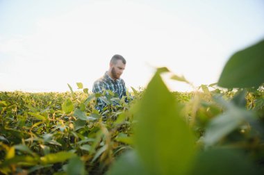 Agronomist tarlada yetişen soya fasulyesi ekinlerini inceliyor. Tarım üretim konsepti. Genç tarımcı yazın tarlada soya fasulyesi mahsulünü inceliyor. Soya tarlasında çiftçi.