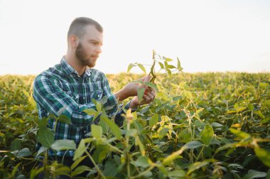 Agronomist tarlada yetişen soya fasulyesi ekinlerini inceliyor. Tarım üretim konsepti. Genç tarımcı yazın tarlada soya fasulyesi mahsulünü inceliyor. Soya tarlasında çiftçi.
