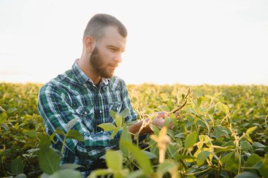 Çiftlik işçisi Soya bitki gelişimini kontrol eder. Soya fasulyesi bitkileri alanında büyüyen kontrol ziraat mühendisi.