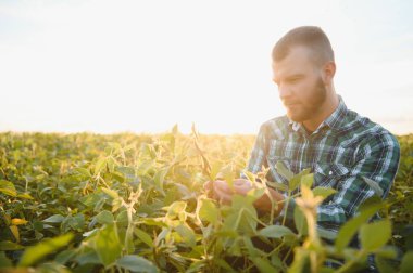 Agronomist tarlada yetişen soya fasulyesi ekinlerini inceliyor. Tarım üretim konsepti. Genç tarımcı yazın tarlada soya fasulyesi mahsulünü inceliyor. Soya tarlasında çiftçi.