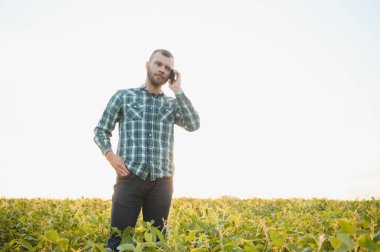 Bir çiftçi tarlada yetişen yeşil soya fasulyelerini inceliyor. Tarım.