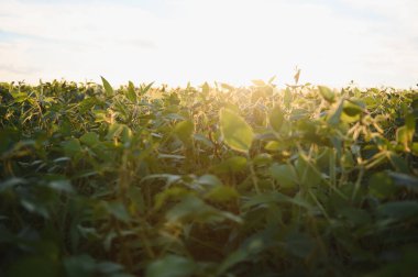 Soya tarlası, yeşil alan, tarım peyzaj, gün batımı gökyüzü arka plan üzerinde soya tarlası.