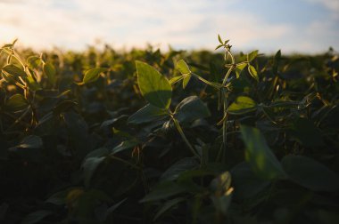 Soya tarlası, yeşil alan, tarım peyzaj, gün batımı gökyüzü arka plan üzerinde soya tarlası.