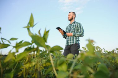 Bir çiftçi tarlada yetişen yeşil soya fasulyelerini inceliyor. Tarım.