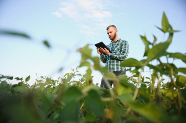 Genç tarımcı soya tarlasında tablet dokunmatik ped bilgisayarını tutuyor ve hasat etmeden önce ekinleri inceliyor. Tarım sektörü konsepti. Yazın soya tarlasında elinde tabletle duran tarım mühendisi.