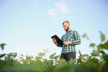 Agronomist tarlada yetişen soya fasulyesi ekinlerini inceliyor. Tarım üretim konsepti. Genç tarımcı yazın tarlada soya fasulyesi mahsulünü inceliyor. Soya tarlasında çiftçi.
