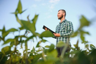 Agronomist tarım tarlasında soya fasulyesi hasadını teftiş ediyor - tarım kavramı - çiftlik soya fasulyesi tarlasında çiftçi.