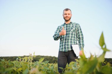 Agronomist tarlada yetişen soya fasulyesi ekinlerini inceliyor. Tarım üretim konsepti. Genç tarımcı yazın tarlada soya fasulyesi mahsulünü inceliyor. Soya tarlasında çiftçi.
