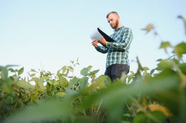 Agronomist tarlada yetişen soya fasulyesi ekinlerini inceliyor. Tarım üretim konsepti. Genç tarımcı yazın tarlada soya fasulyesi mahsulünü inceliyor. Soya tarlasında çiftçi.