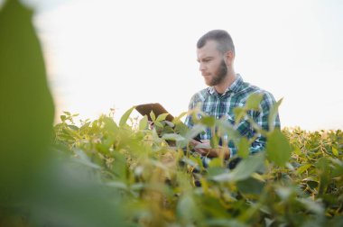 Genç tarımcı soya tarlasında tablet dokunmatik ped bilgisayarını tutuyor ve hasat etmeden önce ekinleri inceliyor. Tarım sektörü konsepti. Yazın soya tarlasında elinde tabletle duran tarım mühendisi.