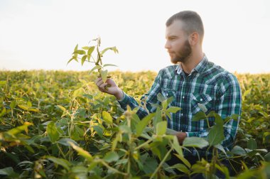 Agronomist tarlada yetişen soya fasulyesi ekinlerini inceliyor. Tarım üretim konsepti. Genç tarımcı yazın tarlada soya fasulyesi mahsulünü inceliyor. Soya tarlasında çiftçi.