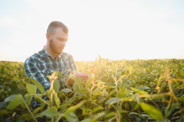 Agronomist tarlada yetişen soya fasulyesi ekinlerini inceliyor. Tarım üretim konsepti. Genç tarımcı yazın tarlada soya fasulyesi mahsulünü inceliyor. Soya tarlasında çiftçi.