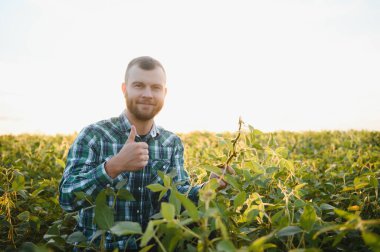 Agronomist sahada büyüyen soya fasulyesi bitkileri teftiş.